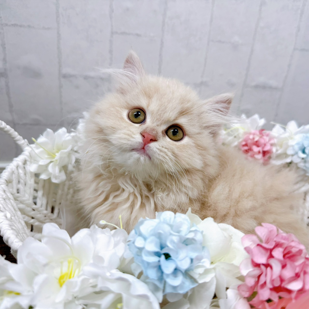 石川県のスコティッシュフォールド (犬の家＆猫の里アミーゴ金沢有松店/2026年1月20日生まれ/女の子/クリームタビー)の子猫の3枚目の画像