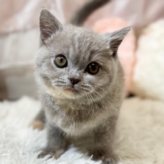 兵庫県のブリティッシュショートヘアー (犬の家＆猫の里カナート西神戸店/2026年1月12日生まれ/女の子/ライラック＆クリーム)の子猫の3枚目の画像
