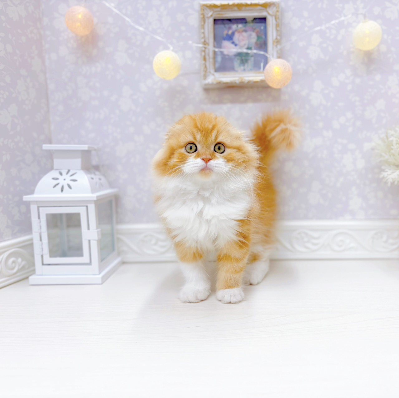 富山県のスコティッシュフォールド (犬の家＆猫の里アミーゴ山室店/2026年1月19日生まれ/男の子/レッドタビーホワイト)の子猫の1枚目の画像