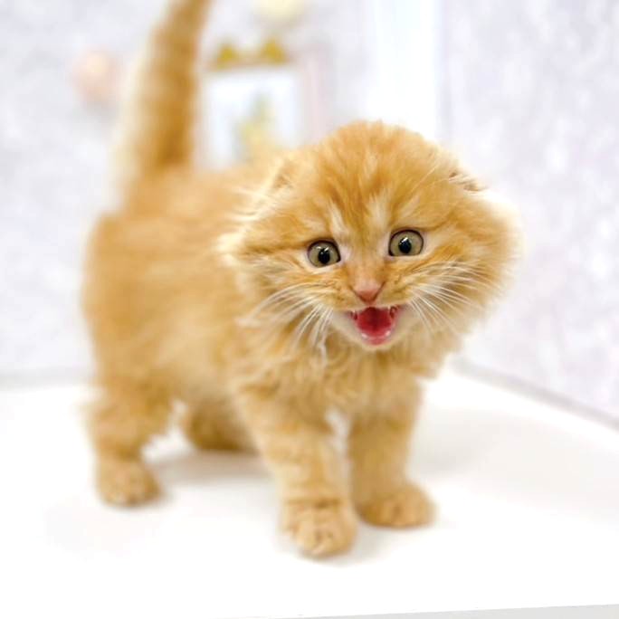 富山県のスコティッシュフォールド (犬の家＆猫の里アミーゴ高岡蓮花寺店/2026年1月19日生まれ/男の子/レッドタビー)の子猫の3枚目の画像