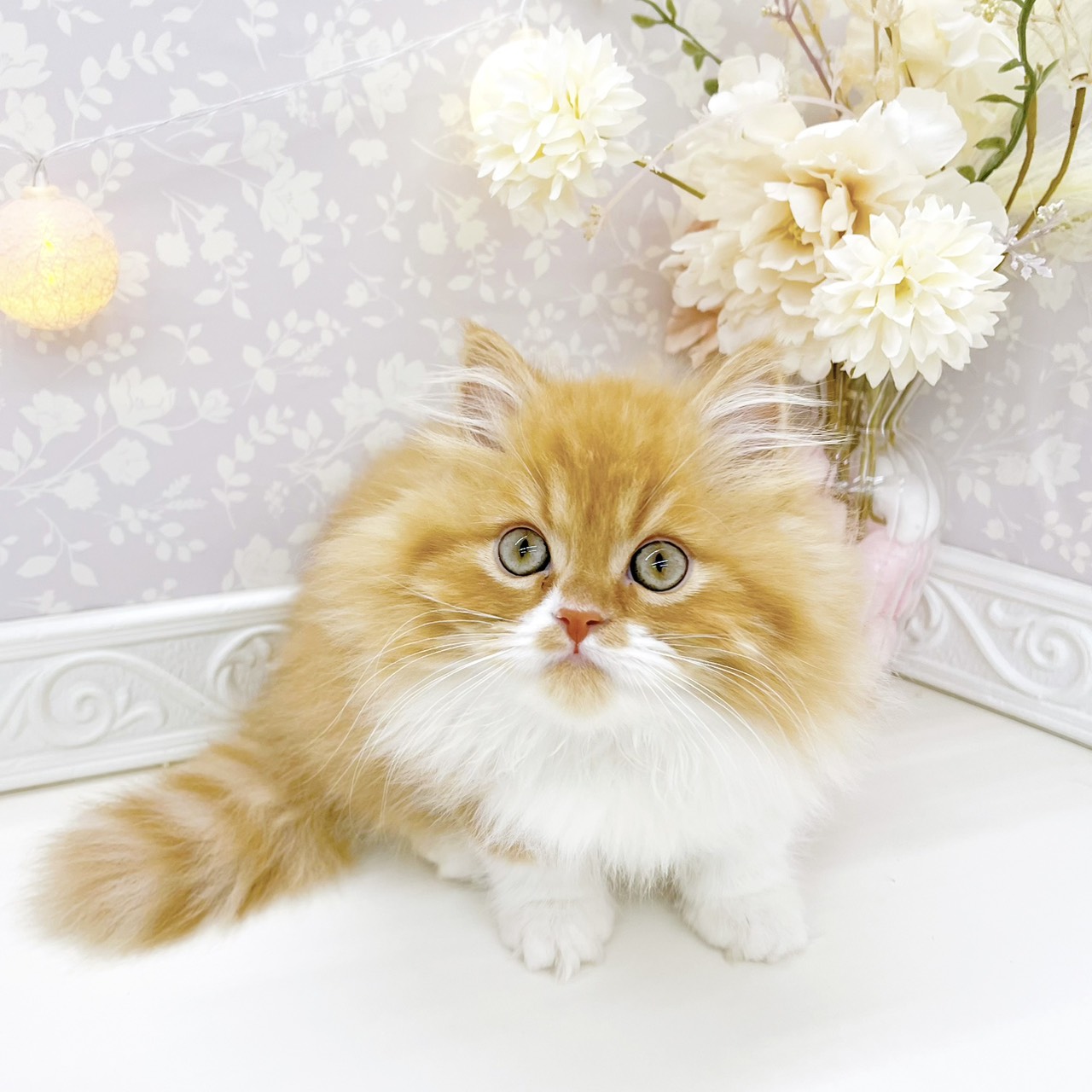 富山県のスコティッシュフォールド (犬の家＆猫の里富山店/2026年1月19日生まれ/男の子/レッドタビーホワイト)の子猫の3枚目の画像