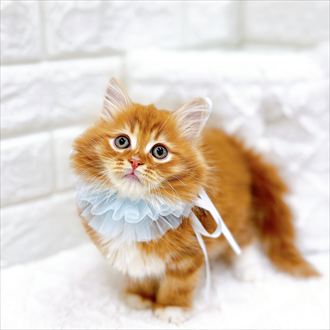 福井県のサイベリアン (犬の家＆猫の里アミーゴ福井店/2026年1月13日生まれ/男の子/レッドタビーホワイト)の子猫の3枚目の画像