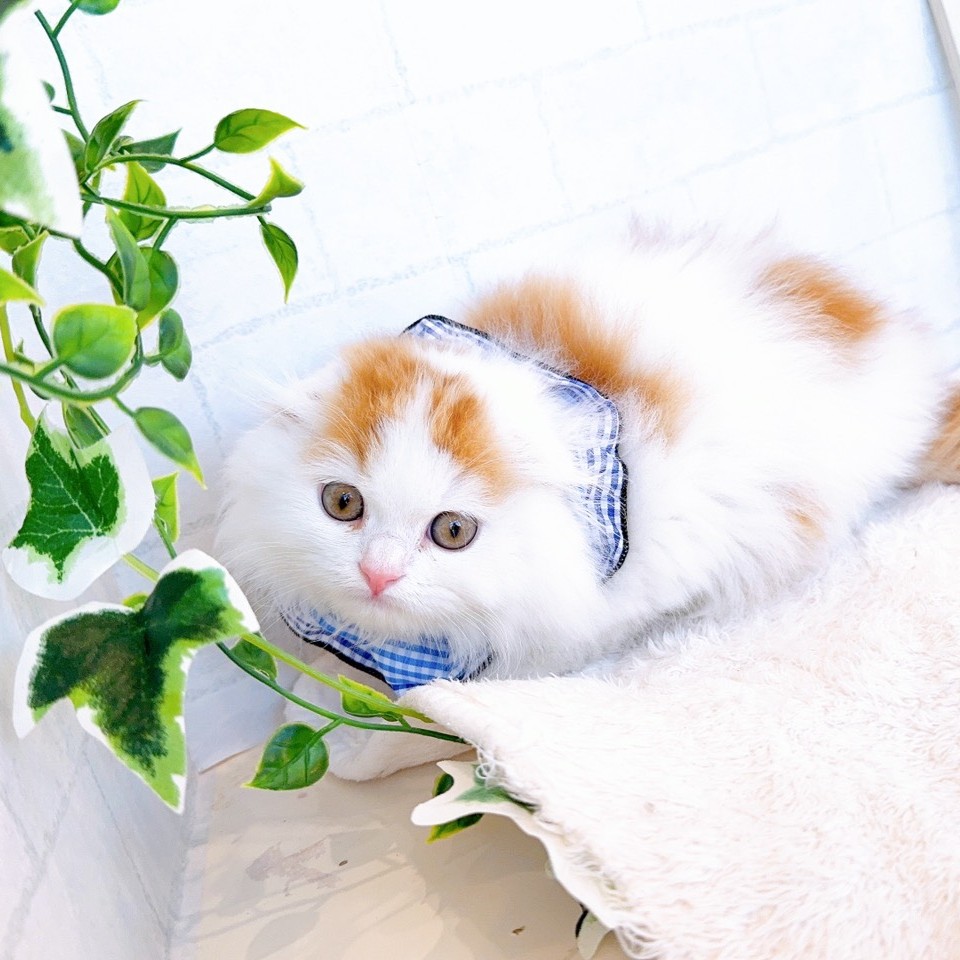 石川県のスコティッシュフォールド (犬の家＆猫の里金沢店/2026年1月18日生まれ/男の子/レッドタビーホワイト)の子猫の3枚目の画像