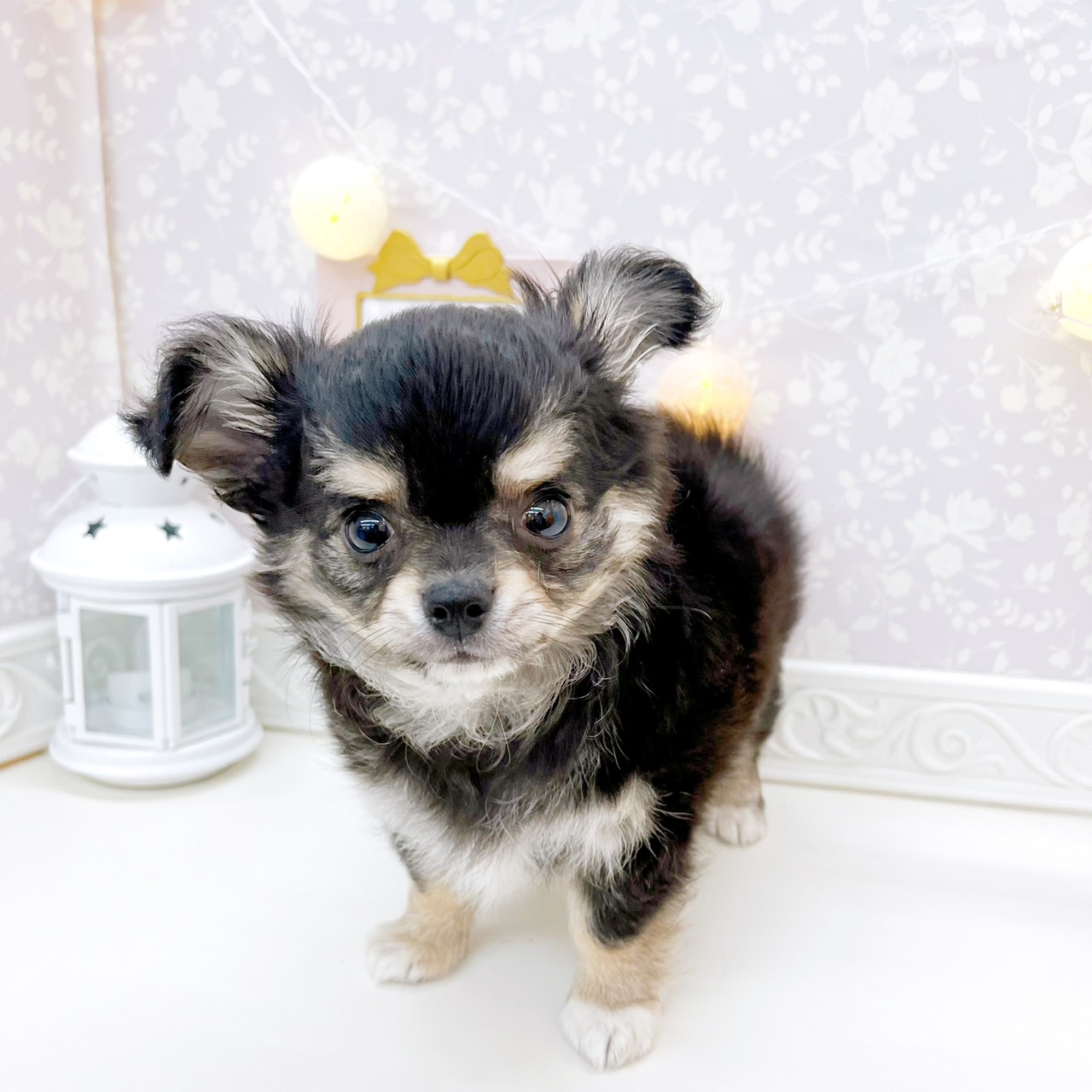 富山県のチワワ(ロング) (犬の家＆猫の里富山店/2026年1月20日生まれ/男の子/ブラックタンホワイト)の子犬の3枚目の画像