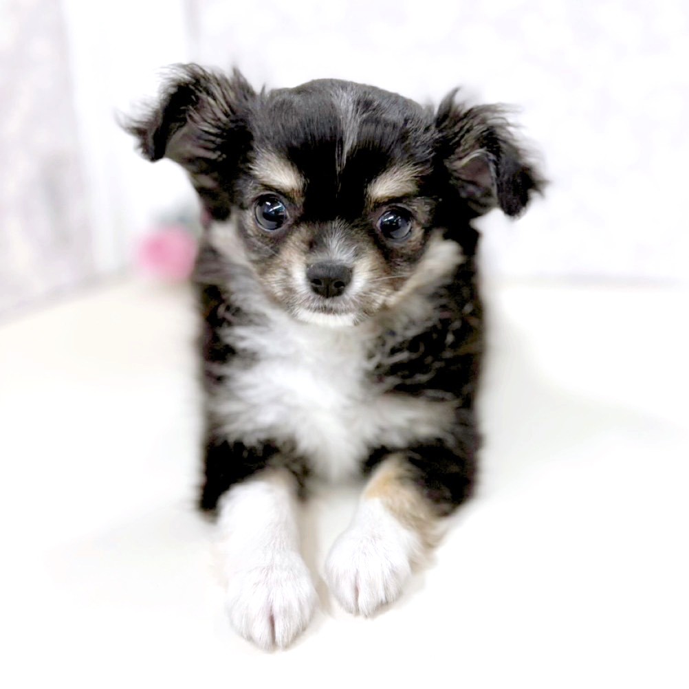 富山県のチワワ(ロング) (犬の家＆猫の里アミーゴ高岡蓮花寺店/2026年1月20日生まれ/女の子/ブラックタンホワイト)の子犬の3枚目の画像