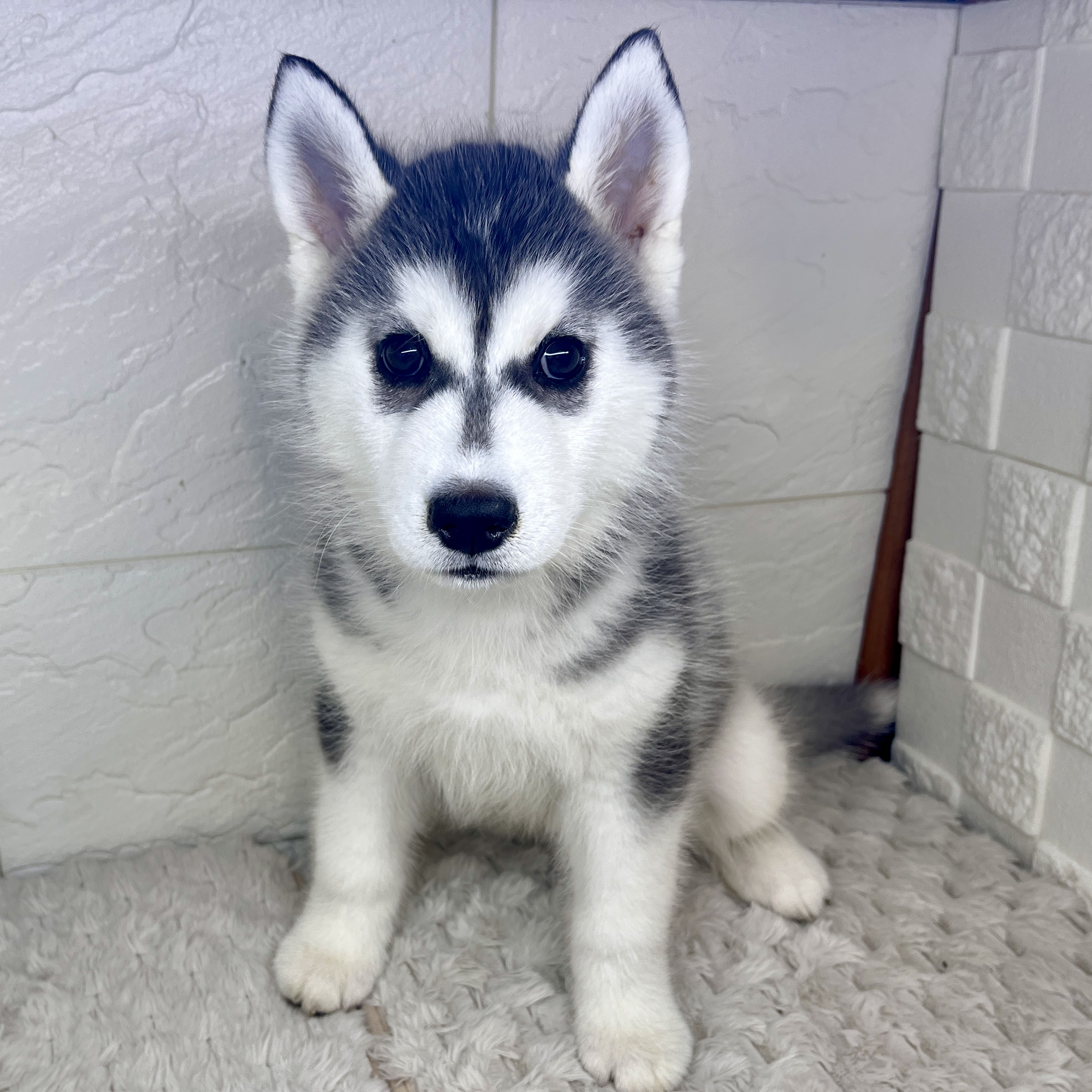 兵庫県のシベリアンハスキー (犬の家＆猫の里ゆめタウン姫路店/2026年1月22日生まれ/女の子/ブラックホワイト)の子犬の3枚目の画像