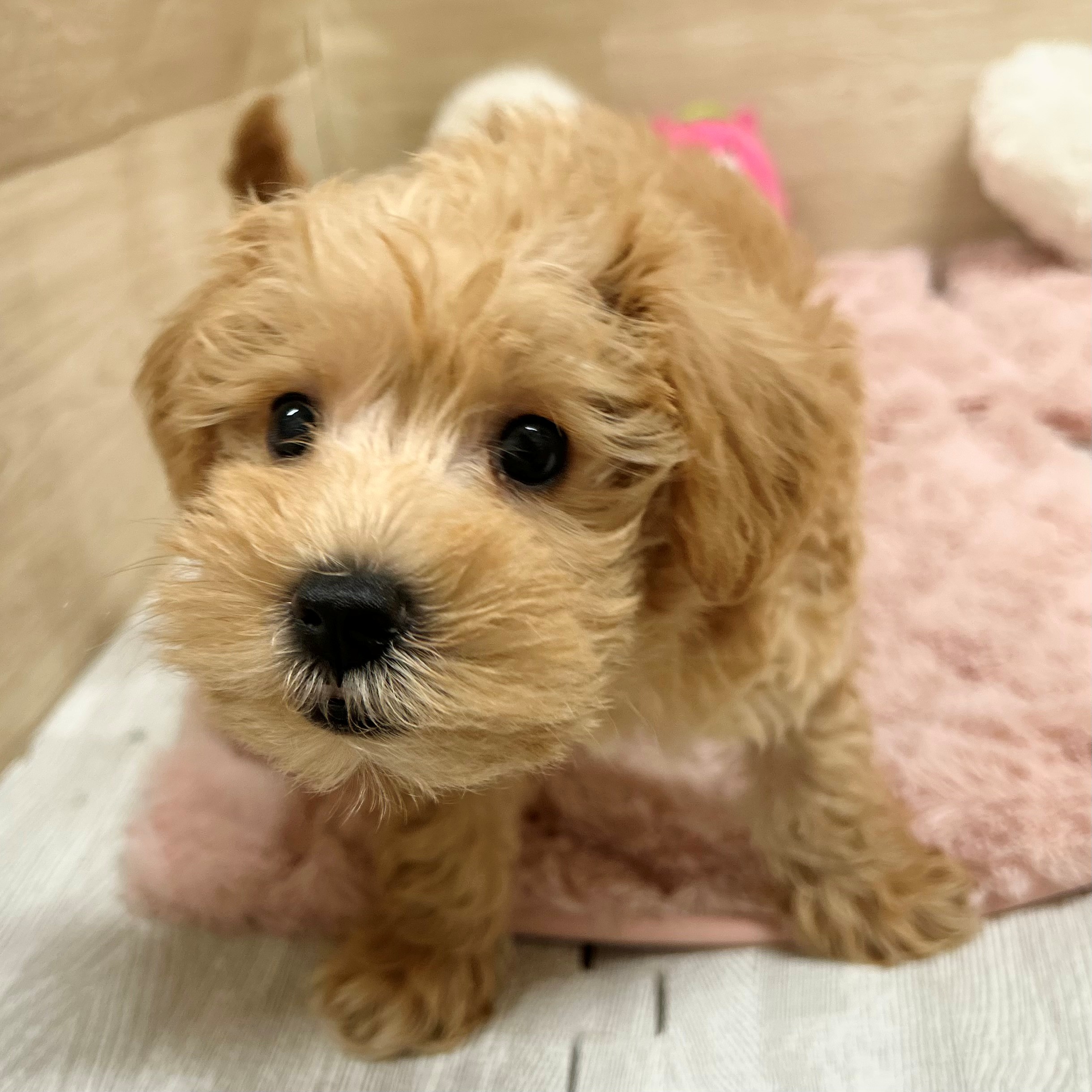 大阪府のシュナプー(シュナウザー×プードル) (犬の家＆猫の里そよら東岸和田店/2026年1月22日生まれ/女の子/アプリコット)の子犬の3枚目の画像