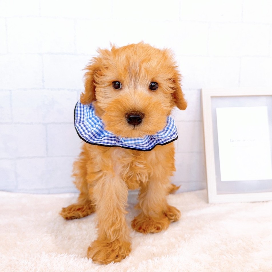 石川県のシュナプー(シュナウザー×プードル) (犬の家＆猫の里金沢店/2026年1月22日生まれ/男の子/アプリコット)の子犬の3枚目の画像