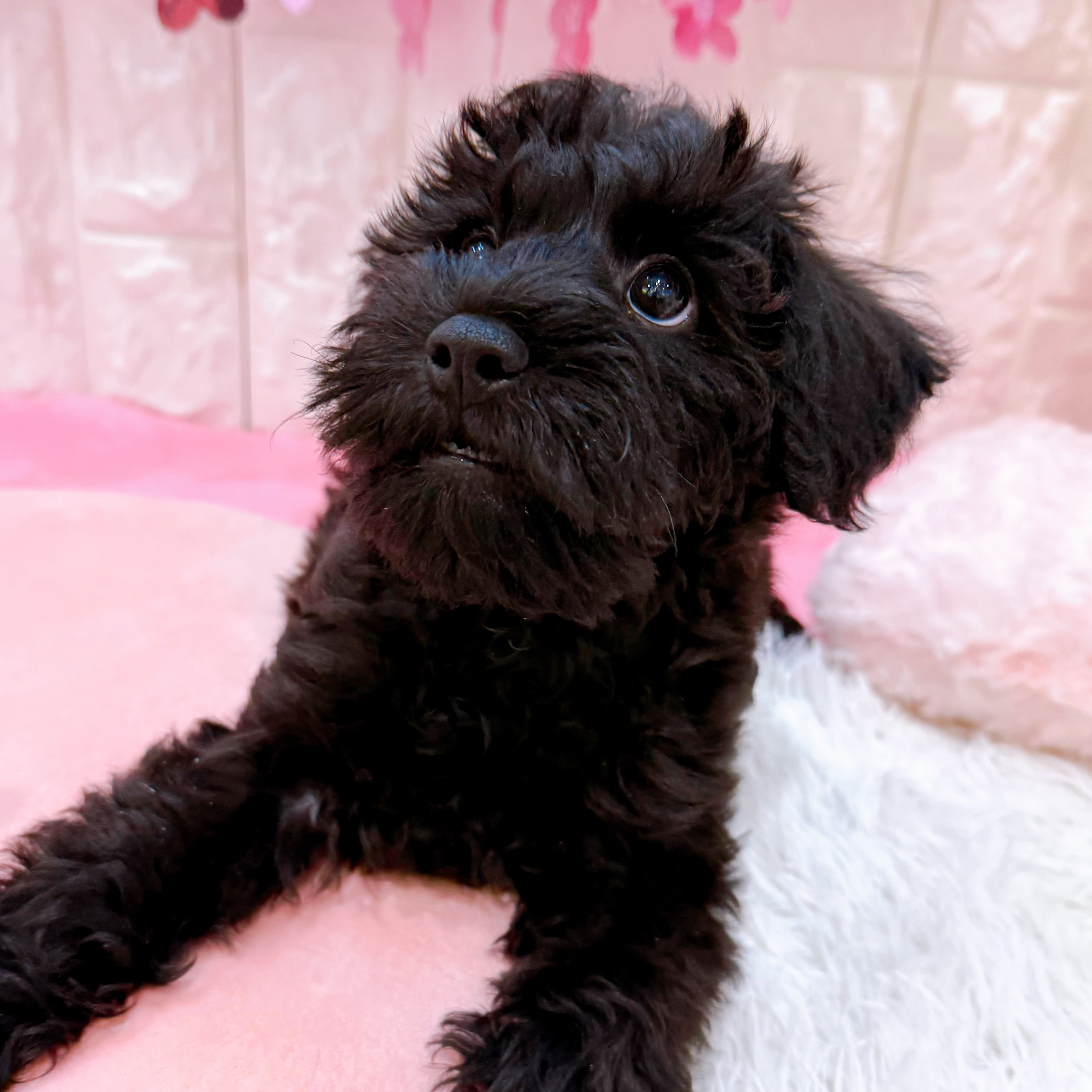 岡山県のシュナプー(シュナウザー×プードル) (犬の家＆猫の里倉敷店/2026年1月22日生まれ/男の子/ブラック)の子犬の3枚目の画像