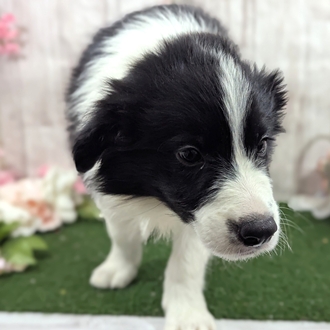 神奈川県のボーダーコリー (犬の家＆猫の里小田原店/2026年1月21日生まれ/男の子/ブラックホワイト)の子犬の3枚目の画像