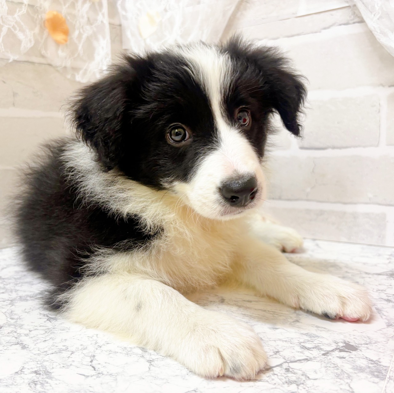 京都府のボーダーコリー (犬の家＆猫の里京都精華店/2026年1月21日生まれ/女の子/ブラックホワイト)の子犬の3枚目の画像