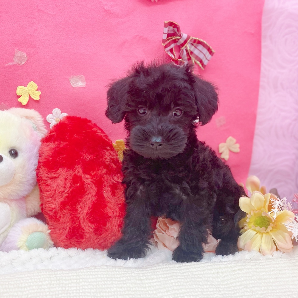 岐阜県のシュナプー(シュナウザー×プードル) (犬の家＆猫の里岐南店/2026年1月22日生まれ/女の子/ブラック)の子犬の1枚目の画像