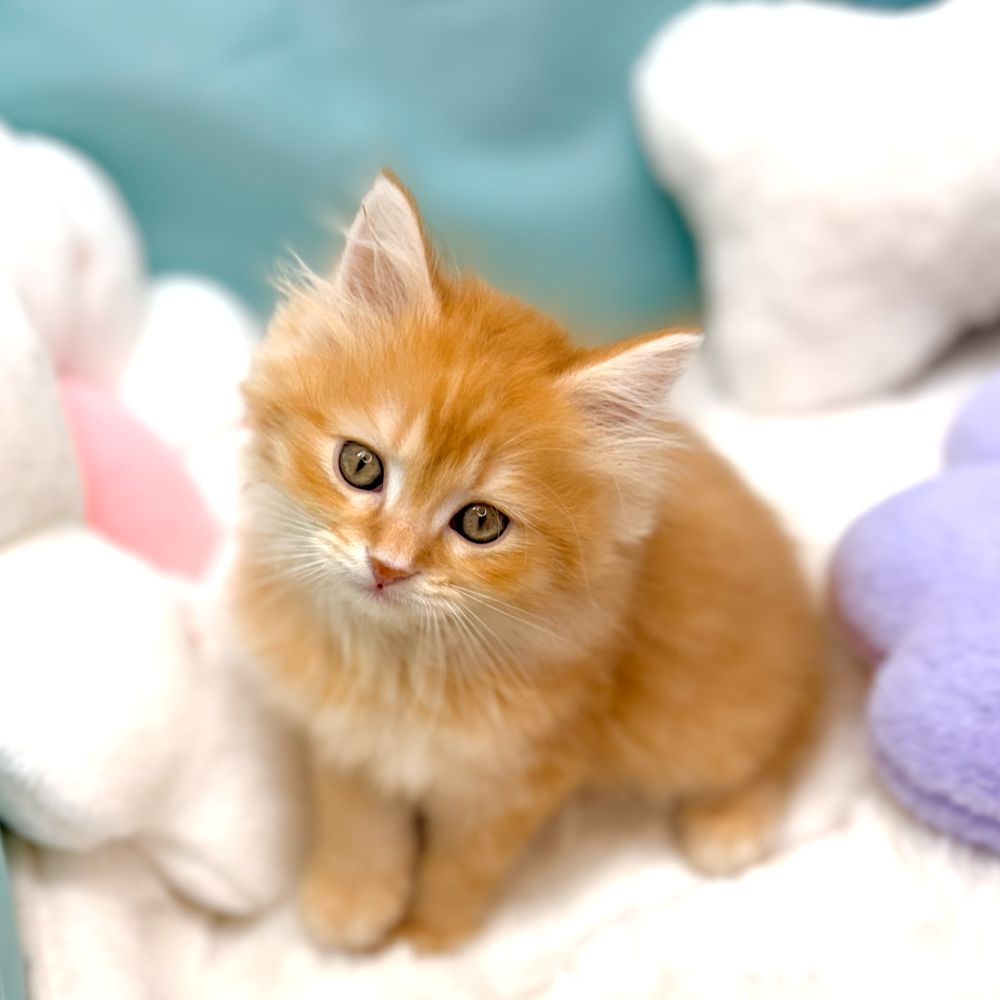 愛知県のマンチカン (犬の家＆猫の里愛知刈谷店/2026年1月21日生まれ/男の子/レッドタビー)の子猫の3枚目の画像