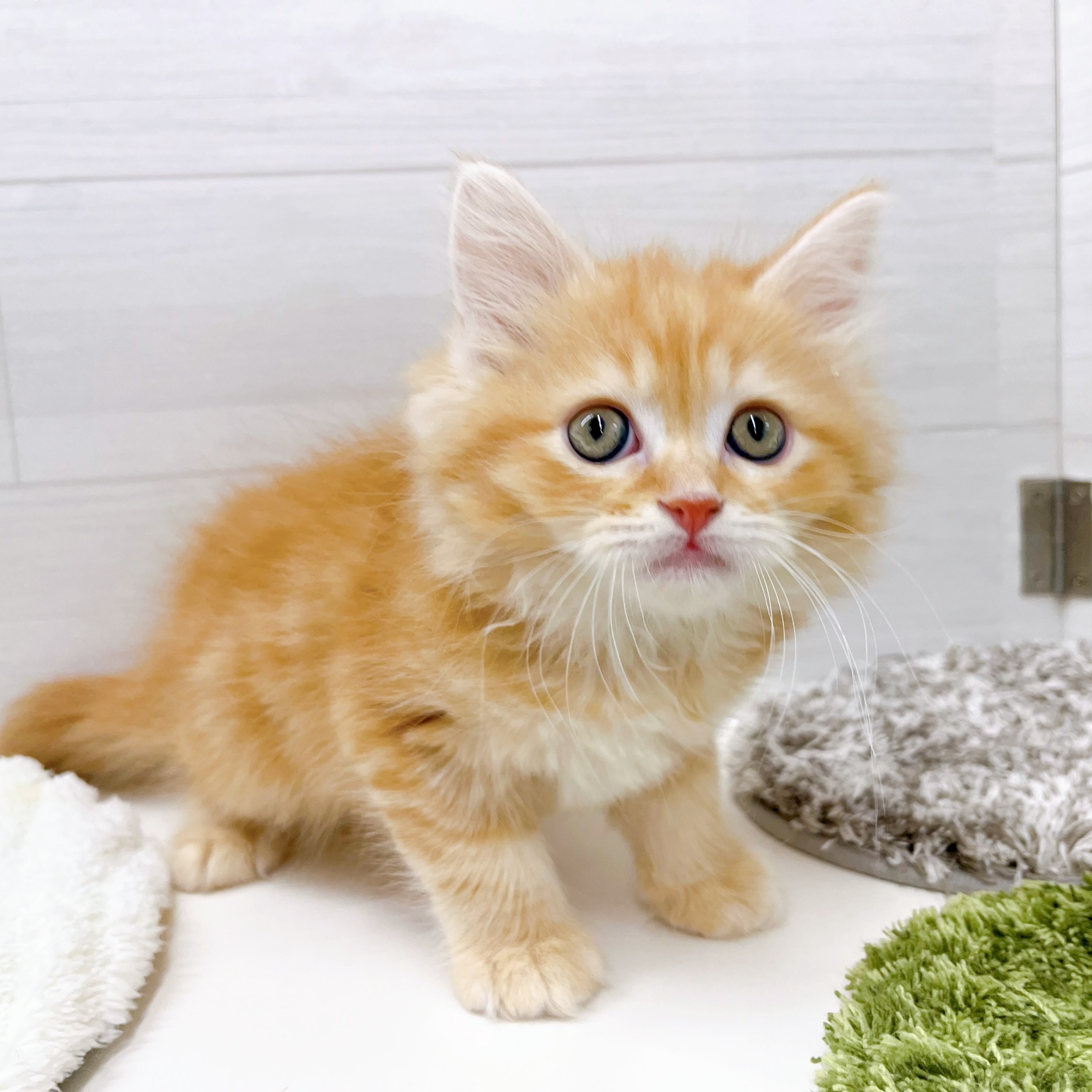 石川県のマンチカン (犬の家＆猫の里アミーゴ金沢おこばた店/2026年1月21日生まれ/男の子/レッドタビー)の子猫の3枚目の画像