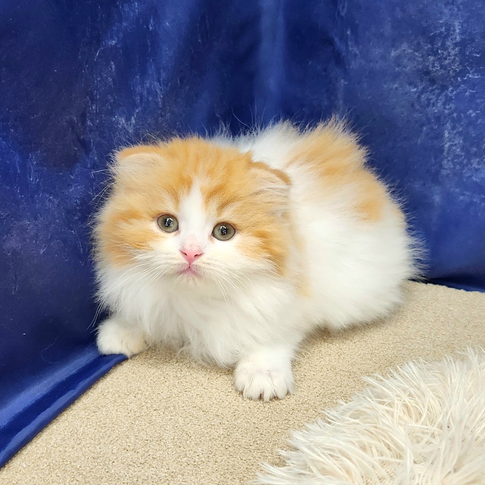 岐阜県のスコティッシュフォールド (犬の家＆猫の里中津川店/2026年1月22日生まれ/女の子/レッドタビーホワイト)の子猫の3枚目の画像