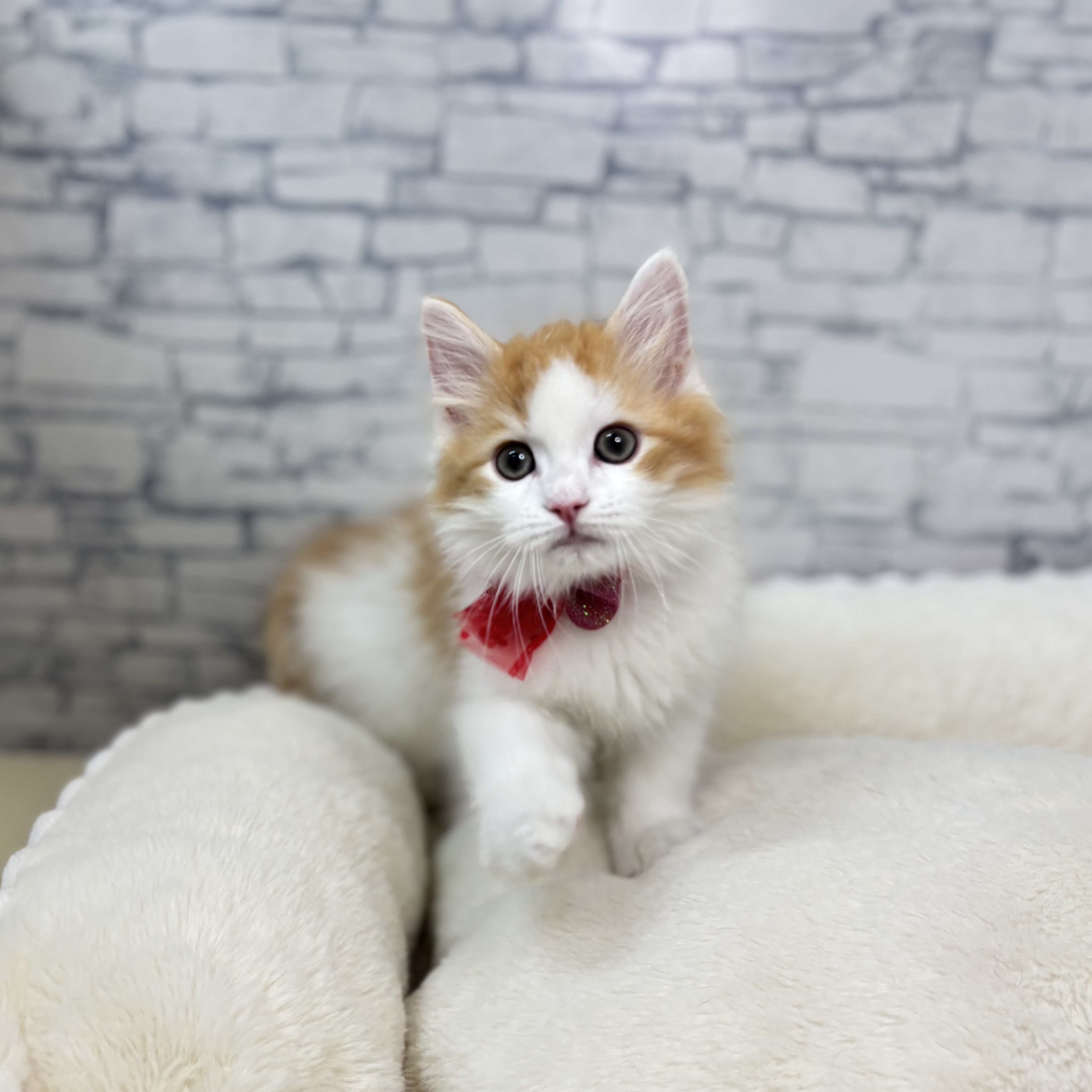 長野県のマンチカン (犬の家＆猫の里長野店/2026年1月21日生まれ/男の子/レッドタビーホワイト)の子猫の3枚目の画像