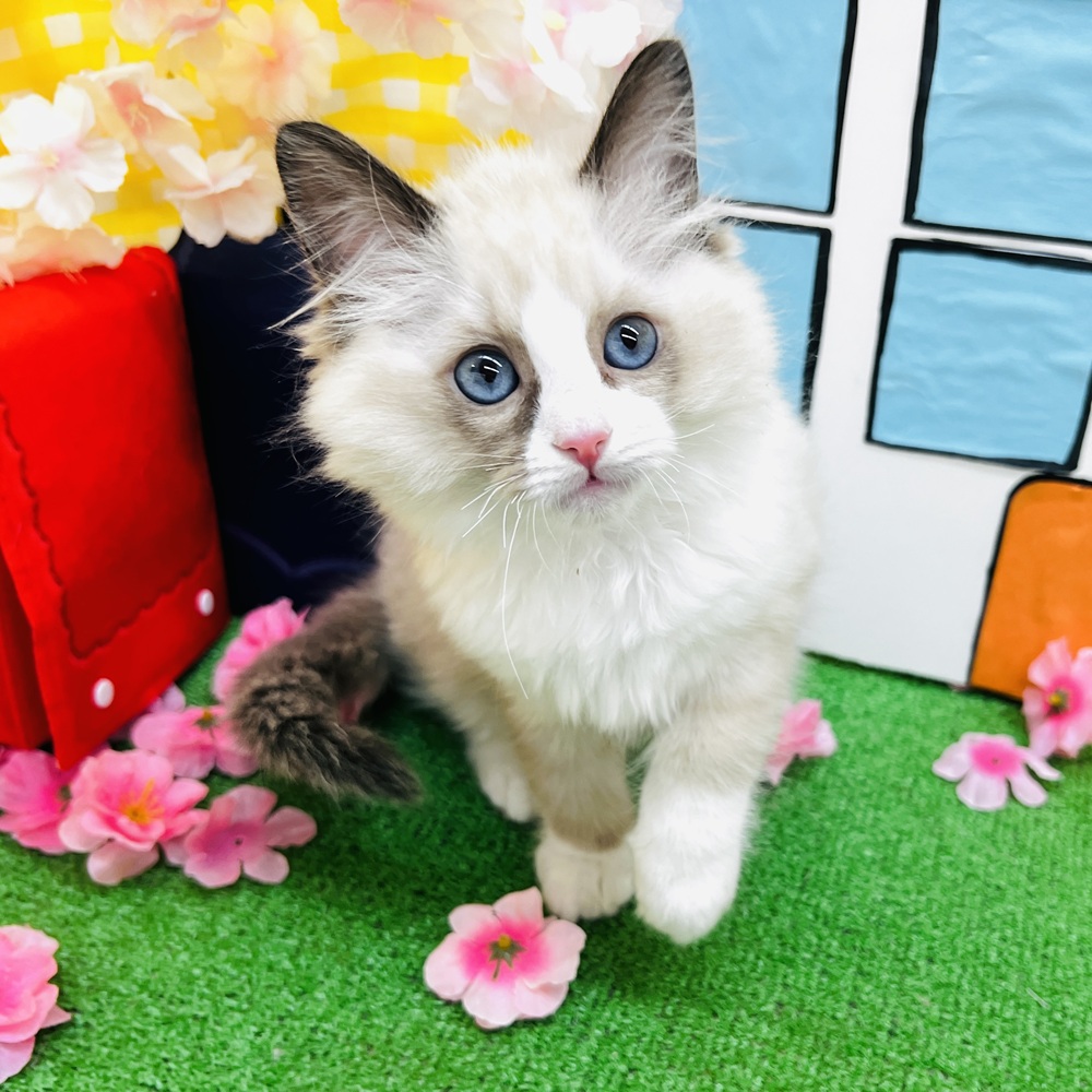 愛知県のラグドール (犬の家＆猫の里名古屋天白店/2026年1月22日生まれ/男の子/シールポイントバイカラー)の子猫の3枚目の画像