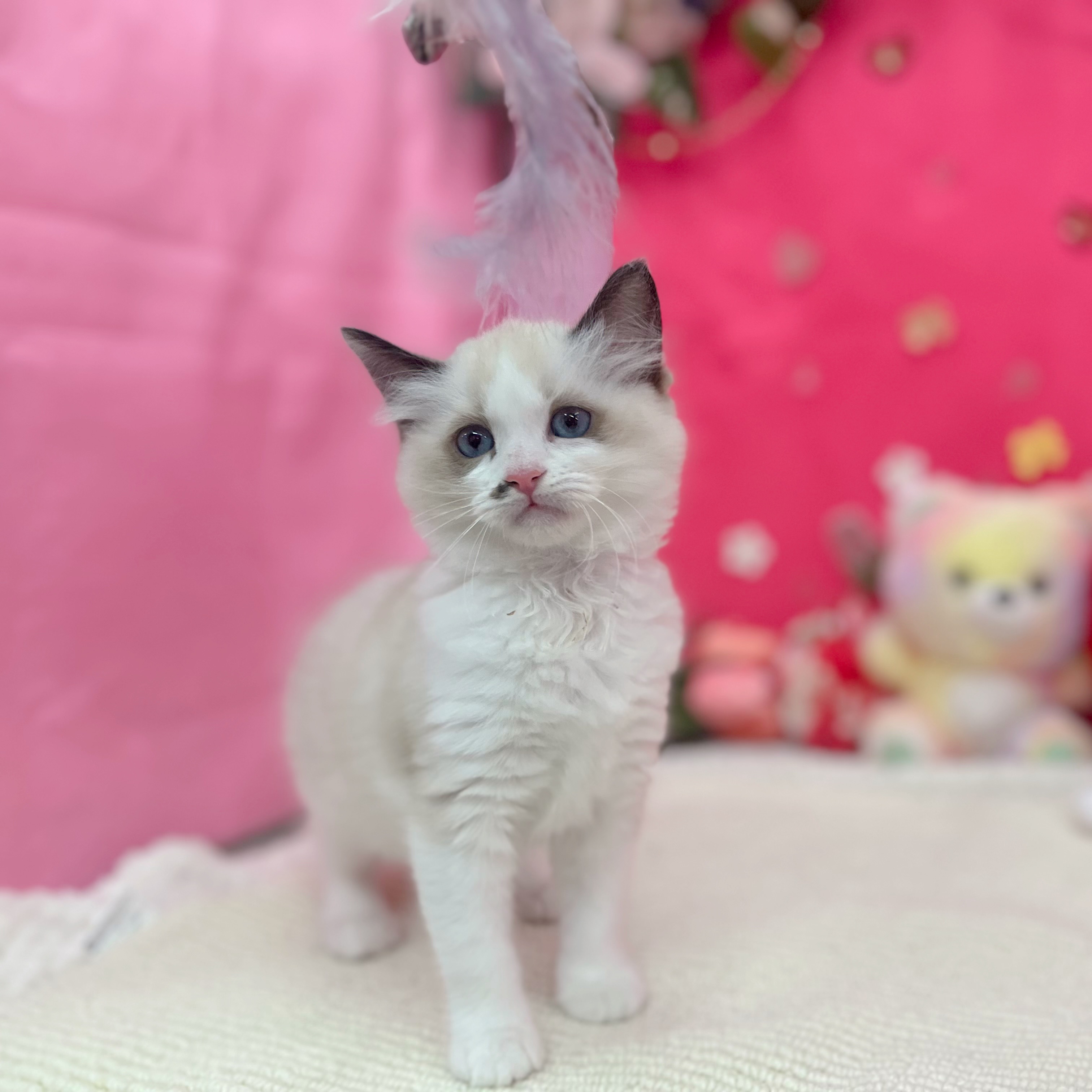 岐阜県のラグドール (犬の家＆猫の里岐南店/2026年1月22日生まれ/女の子/シールポイントバイカラー)の子猫の3枚目の画像