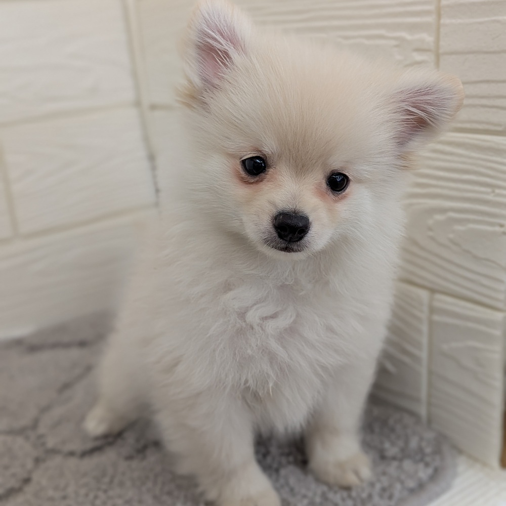 愛知県のポメチワ/チワポメ/ポメチー(ポメラニアン×チワワ) (犬の家＆猫の里七宝店/2026年1月22日生まれ/男の子/クリーム)の子犬の3枚目の画像