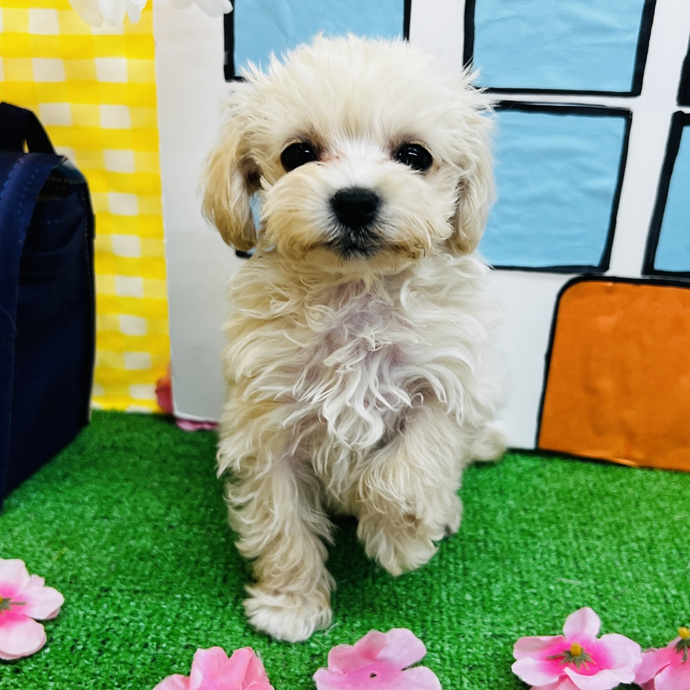 愛知県のマルプー(マルチーズ×プードル) (犬の家＆猫の里名古屋天白店/2026年1月24日生まれ/女の子/クリーム)の子犬の3枚目の画像