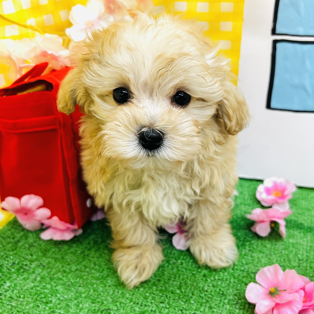 愛知県のマルプー(マルチーズ×プードル) (犬の家＆猫の里名古屋天白店/2026年1月24日生まれ/男の子/アプリコット)の子犬の3枚目の画像