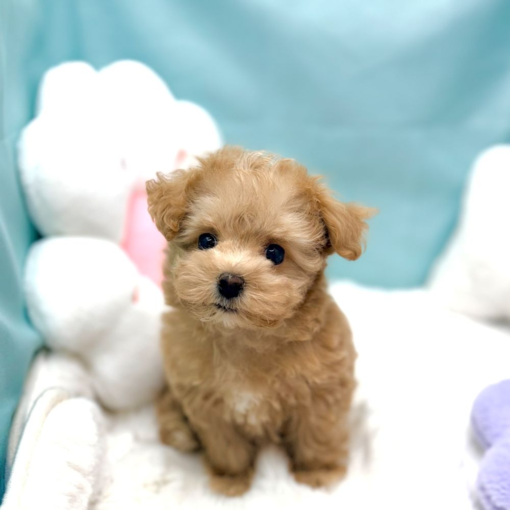 愛知県のマルプー(マルチーズ×プードル) (犬の家＆猫の里愛知刈谷店/2026年1月24日生まれ/女の子/アプリコットホワイト)の子犬の3枚目の画像