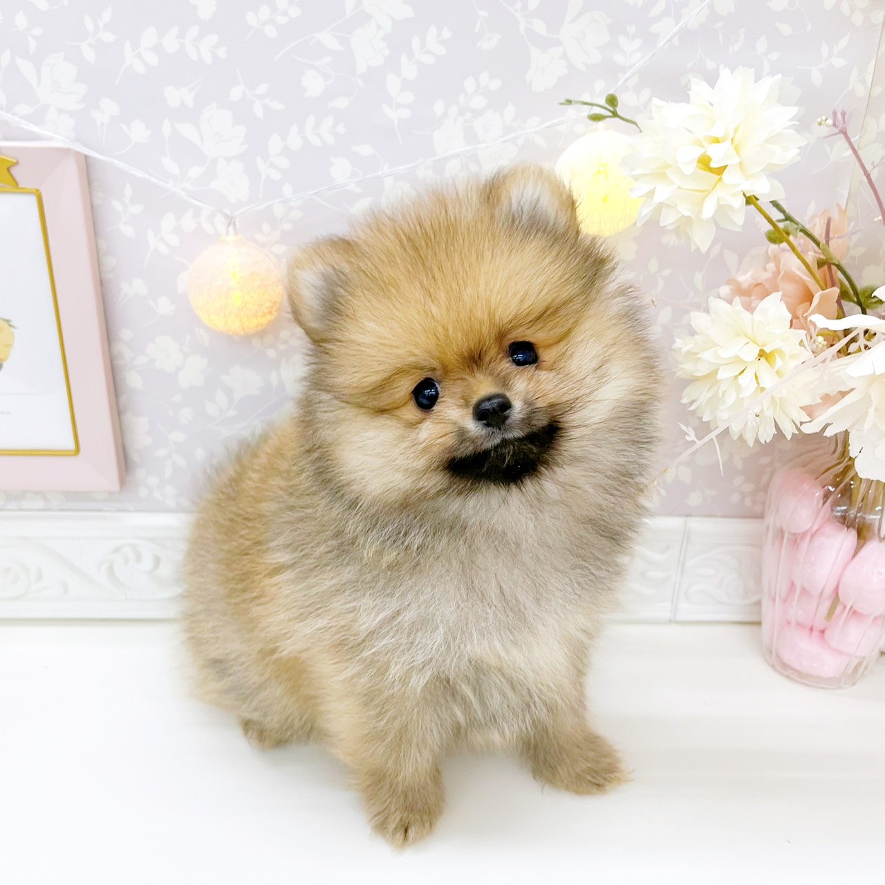 富山県のポメラニアン (犬の家＆猫の里富山店/2026年1月22日生まれ/男の子/オレンジ)の子犬の3枚目の画像