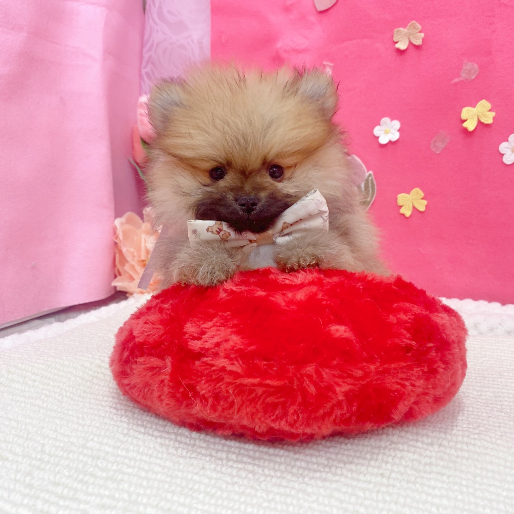 岐阜県のポメラニアン (犬の家＆猫の里岐南店/2026年1月22日生まれ/男の子/オレンジ)の子犬の3枚目の画像