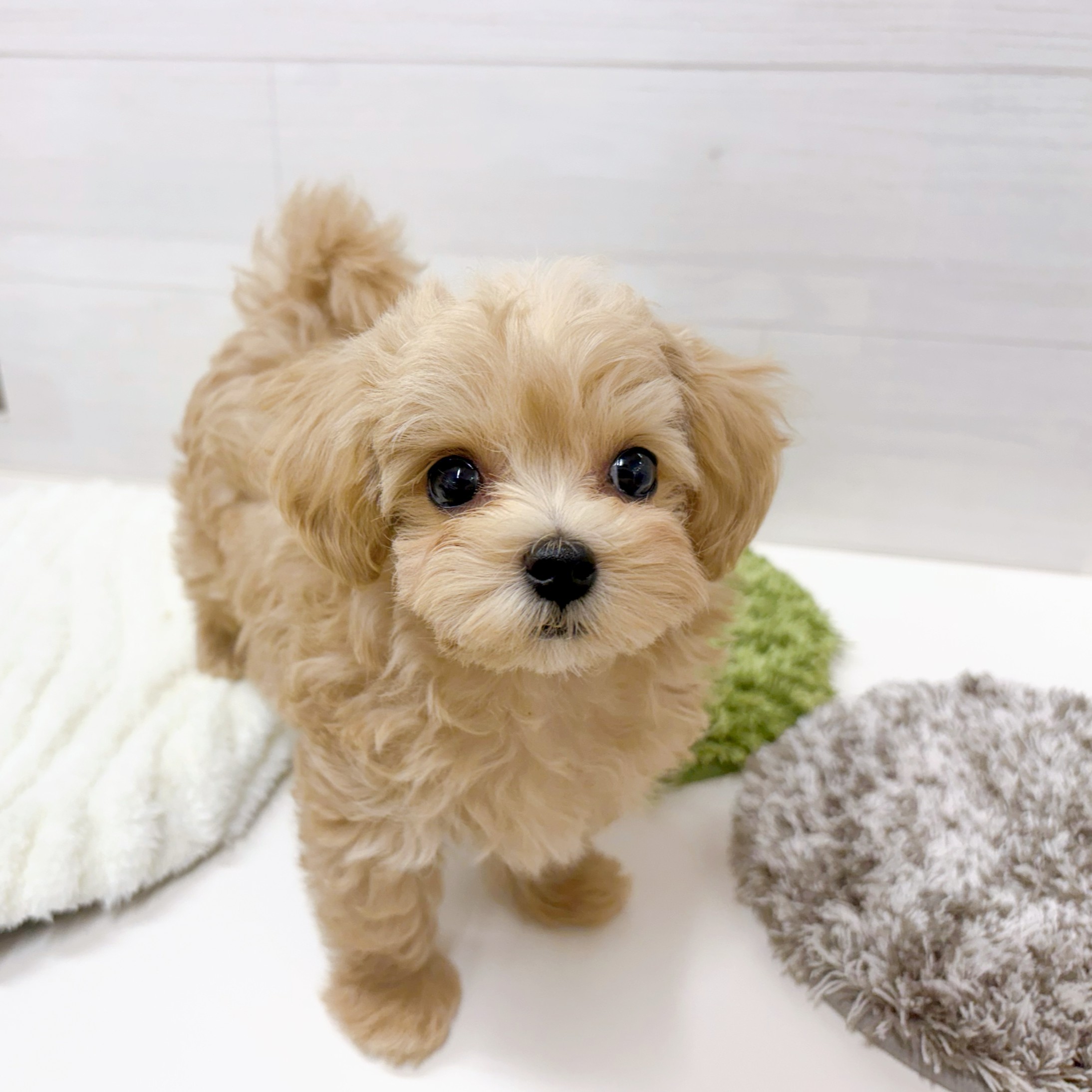 石川県のマルプー(マルチーズ×プードル) (犬の家＆猫の里アミーゴ金沢おこばた店/2026年1月22日生まれ/男の子/クリーム)の子犬の3枚目の画像