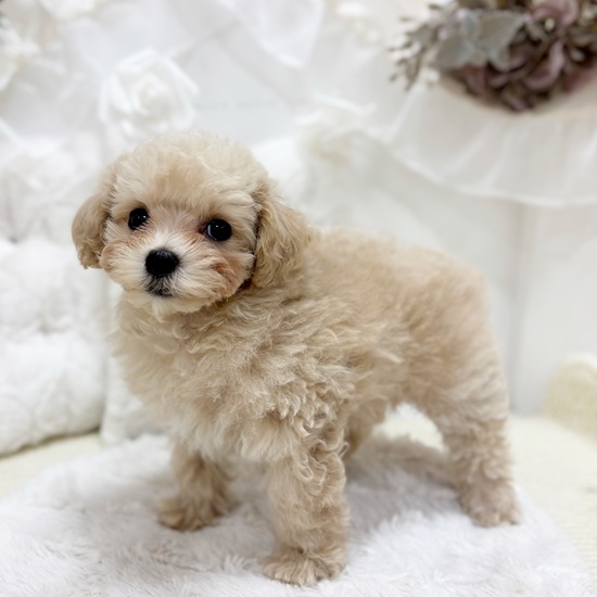 岐阜県のマルプー(マルチーズ×プードル) (犬の家＆猫の里カラフルタウン岐阜店/2026年1月22日生まれ/女の子/クリーム)の子犬の3枚目の画像