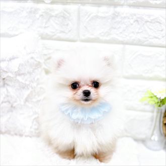 福井県のポメラニアン (犬の家＆猫の里アミーゴ福井店/2026年1月22日生まれ/男の子/クリーム)の子犬の3枚目の画像