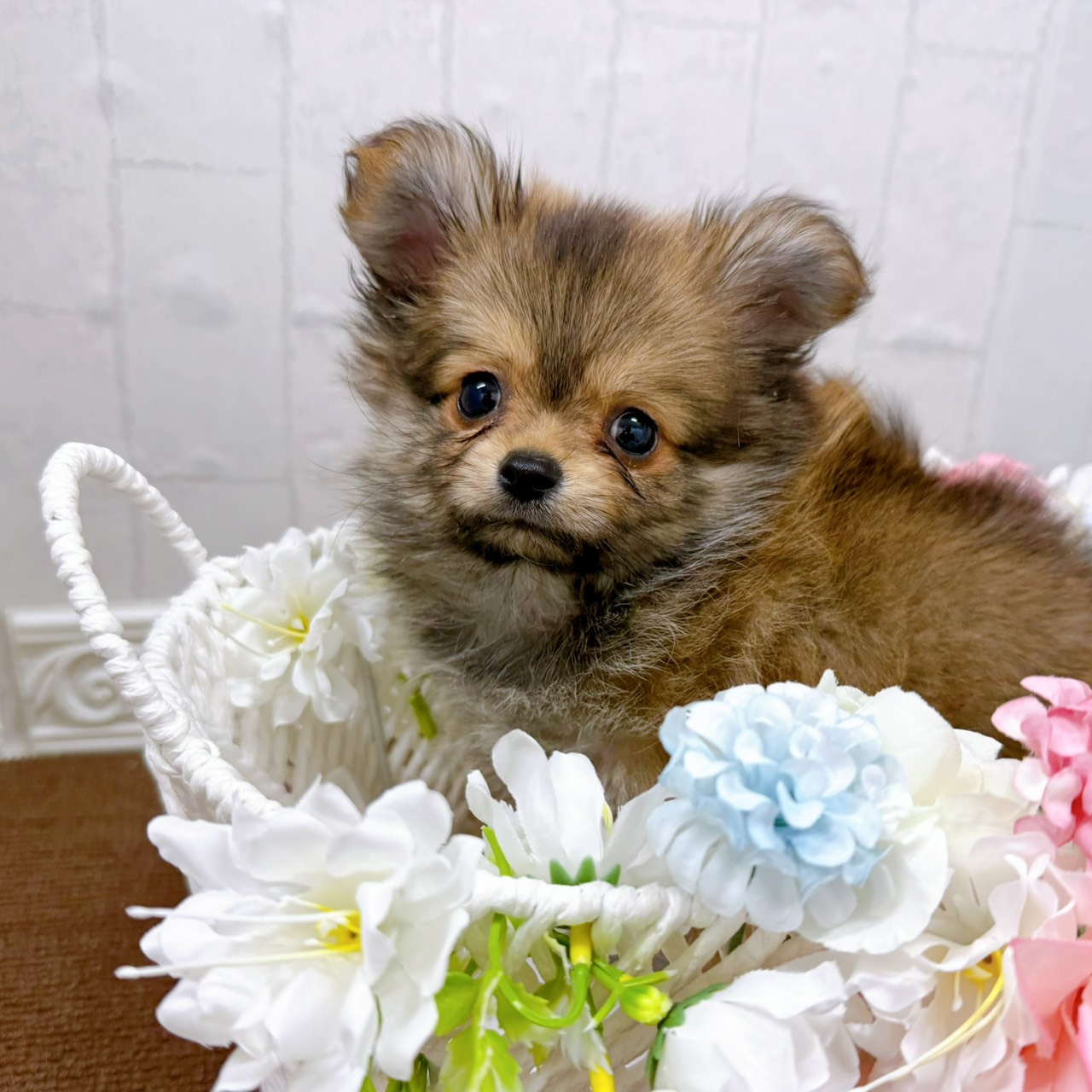 石川県のポメチワ/チワポメ/ポメチー(ポメラニアン×チワワ) (犬の家＆猫の里アミーゴ金沢有松店/2026年1月23日生まれ/男の子/オレンジ)の子犬の1枚目の画像