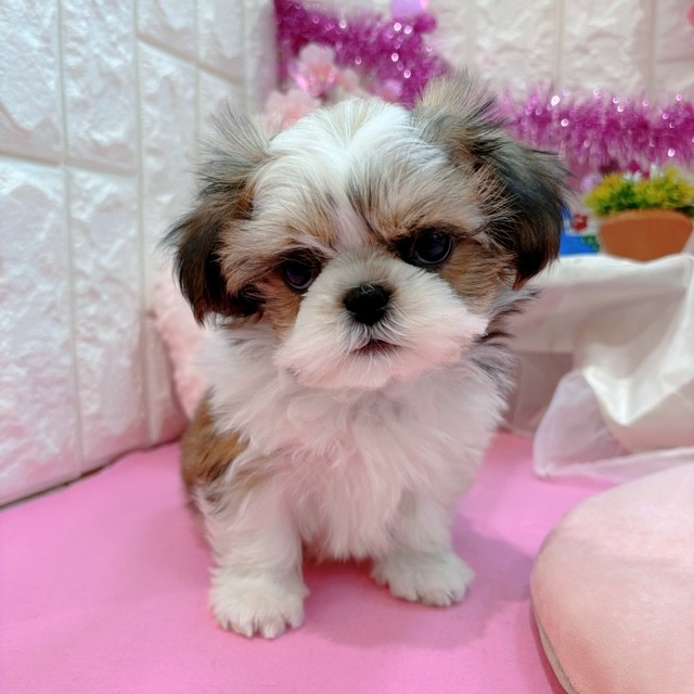 岡山県のシーズー (犬の家＆猫の里倉敷店/2026年1月19日生まれ/男の子/ホワイト＆ハニーゴールド)の子犬の3枚目の画像