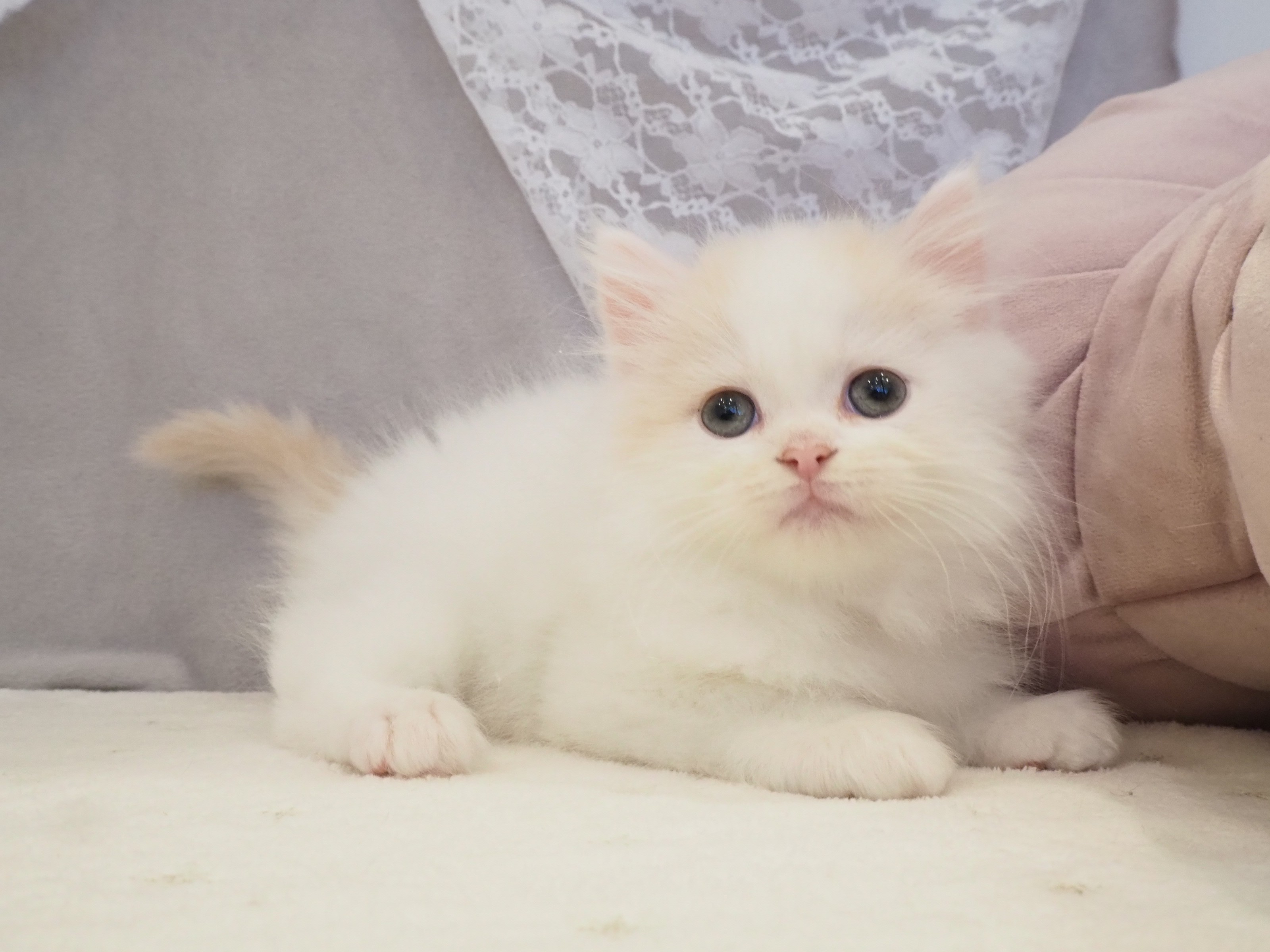 大阪府のスコティッシュストレート (犬の家＆猫の里もりのみやキューズモールBASE店/2026年1月24日生まれ/男の子/クリームタビーホワイト)の子猫の3枚目の画像