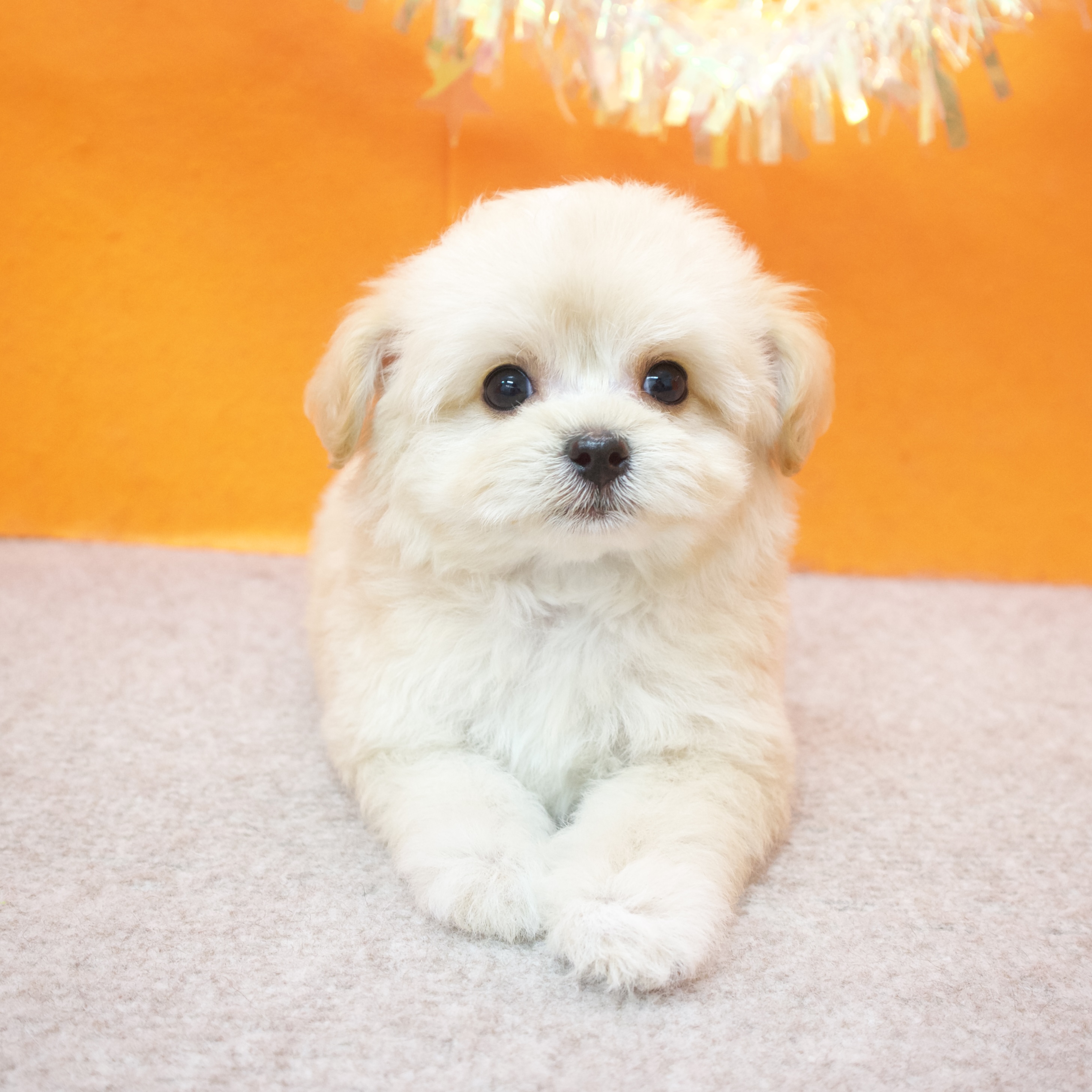 大阪府のチワプー/プーチー(チワワ×プードル) (犬の家＆猫の里吹田店/2026年1月25日生まれ/女の子/アプリコット)の子犬の3枚目の画像