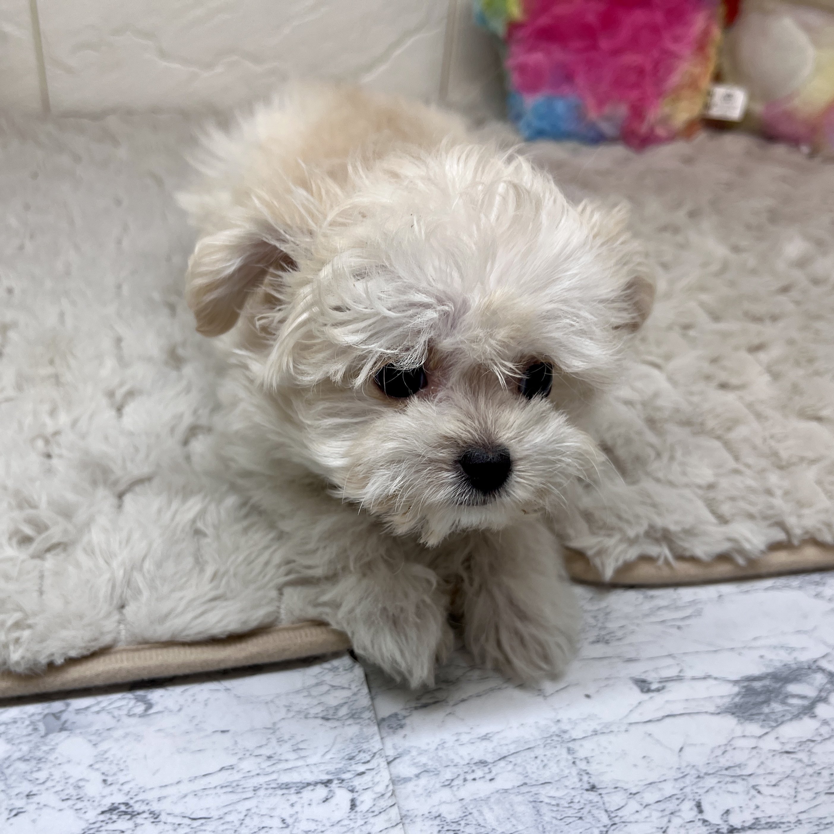 兵庫県のチワプー/プーチー(チワワ×プードル) (犬の家＆猫の里ゆめタウン姫路店/2026年1月25日生まれ/女の子/アプリコット)の子犬の3枚目の画像