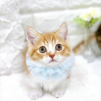 福井県のミヌエット (犬の家＆猫の里アミーゴ福井店/2026年1月22日生まれ/男の子/レッドタビーホワイト)の子猫の3枚目の画像