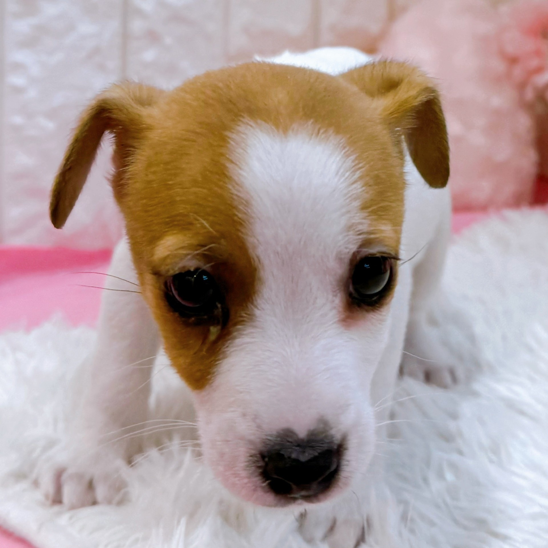 岡山県のジャックラッセルテリア (犬の家＆猫の里倉敷店/2026年1月25日生まれ/男の子/ホワイトタン)の子犬の3枚目の画像