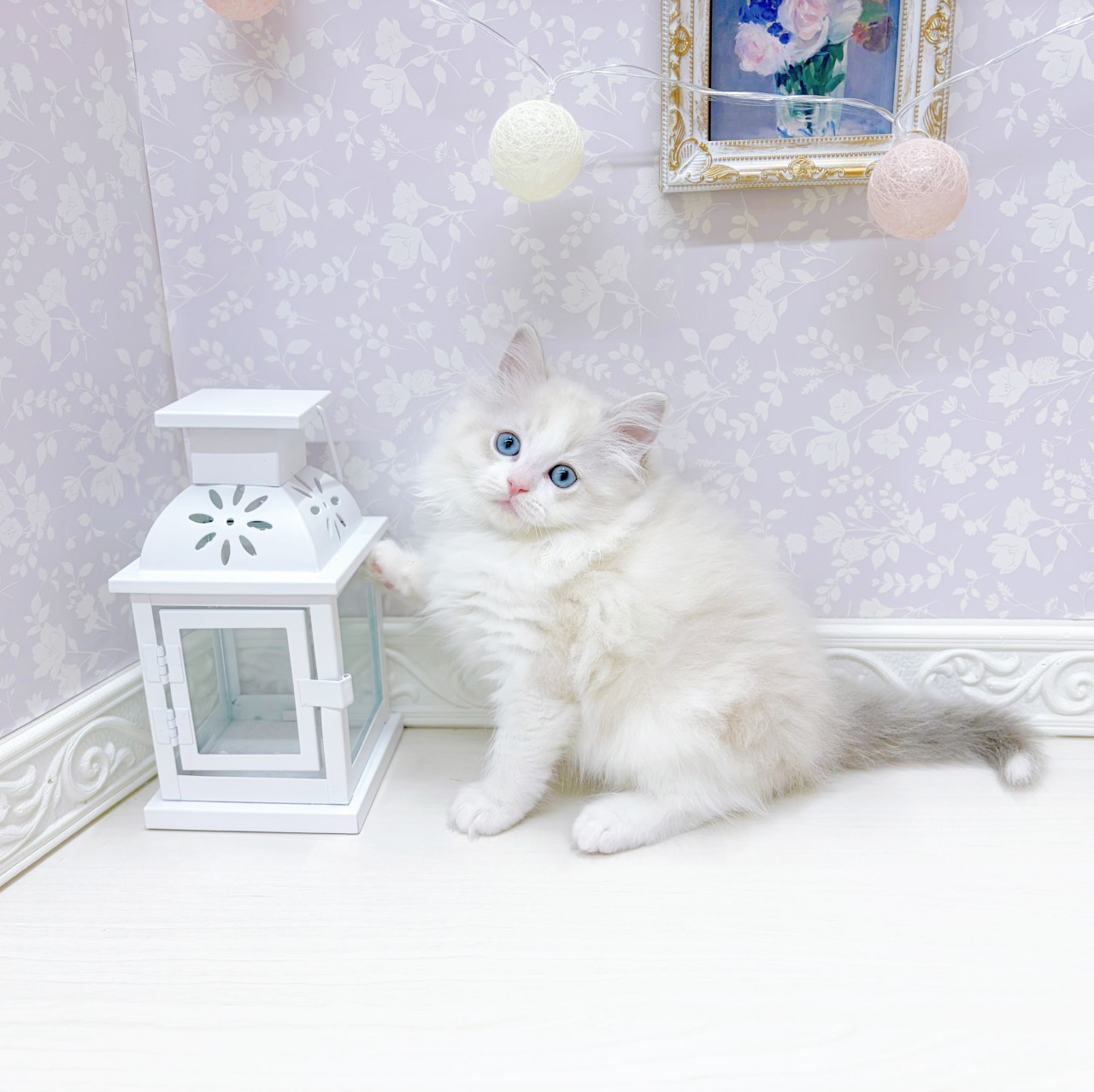 富山県のラグドール (犬の家＆猫の里アミーゴ山室店/2026年1月24日生まれ/男の子/ブルーリンクスポイントバイカラー)の子猫の3枚目の画像