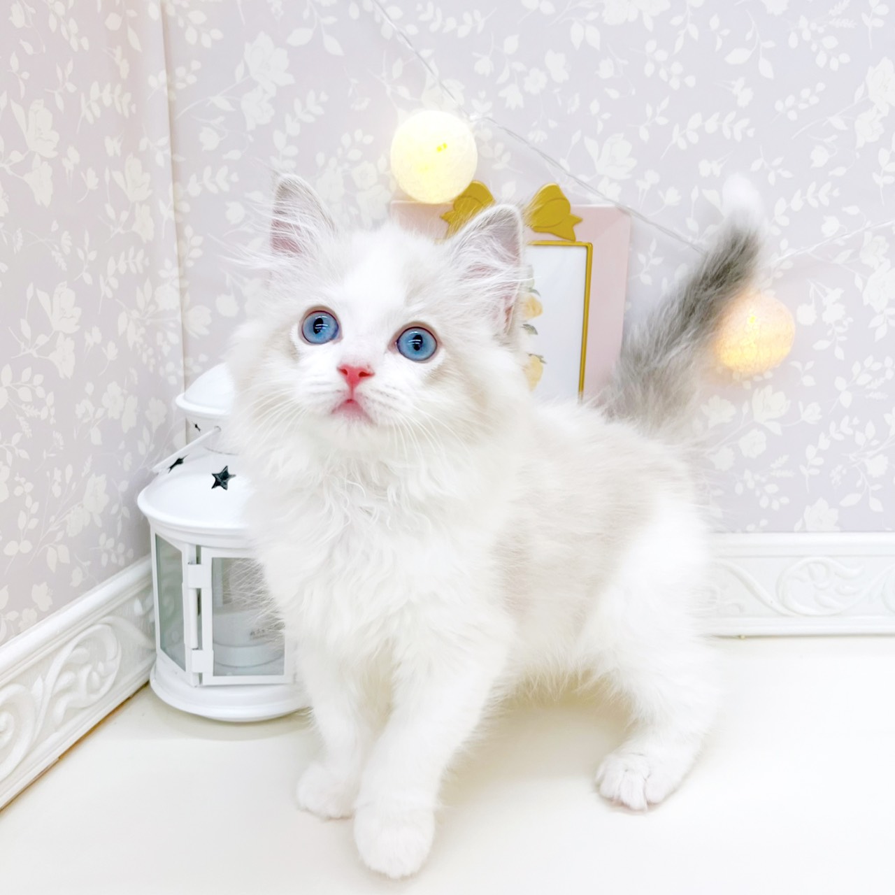 富山県のラグドール (犬の家＆猫の里富山店/2026年1月24日生まれ/女の子/ブルーリンクスポイントバイカラー)の子猫の3枚目の画像