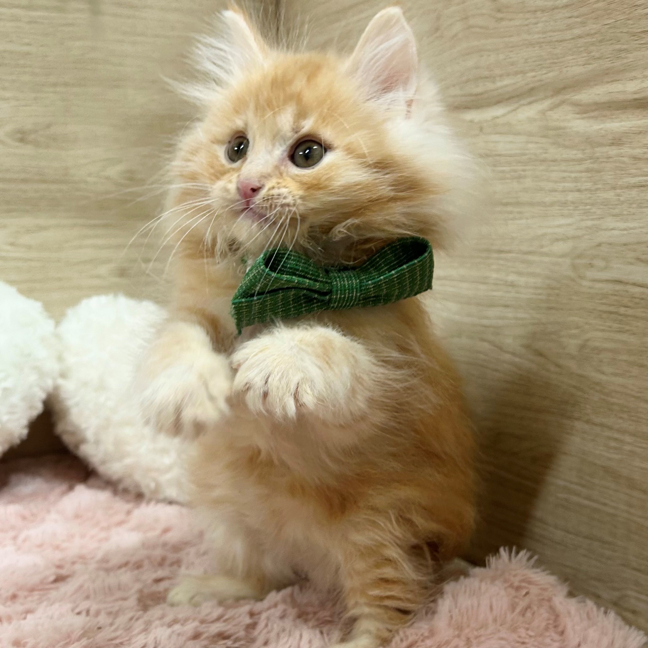 大阪府のミヌエット (犬の家＆猫の里そよら東岸和田店/2026年1月16日生まれ/男の子/レッドタビーホワイト)の子猫の3枚目の画像