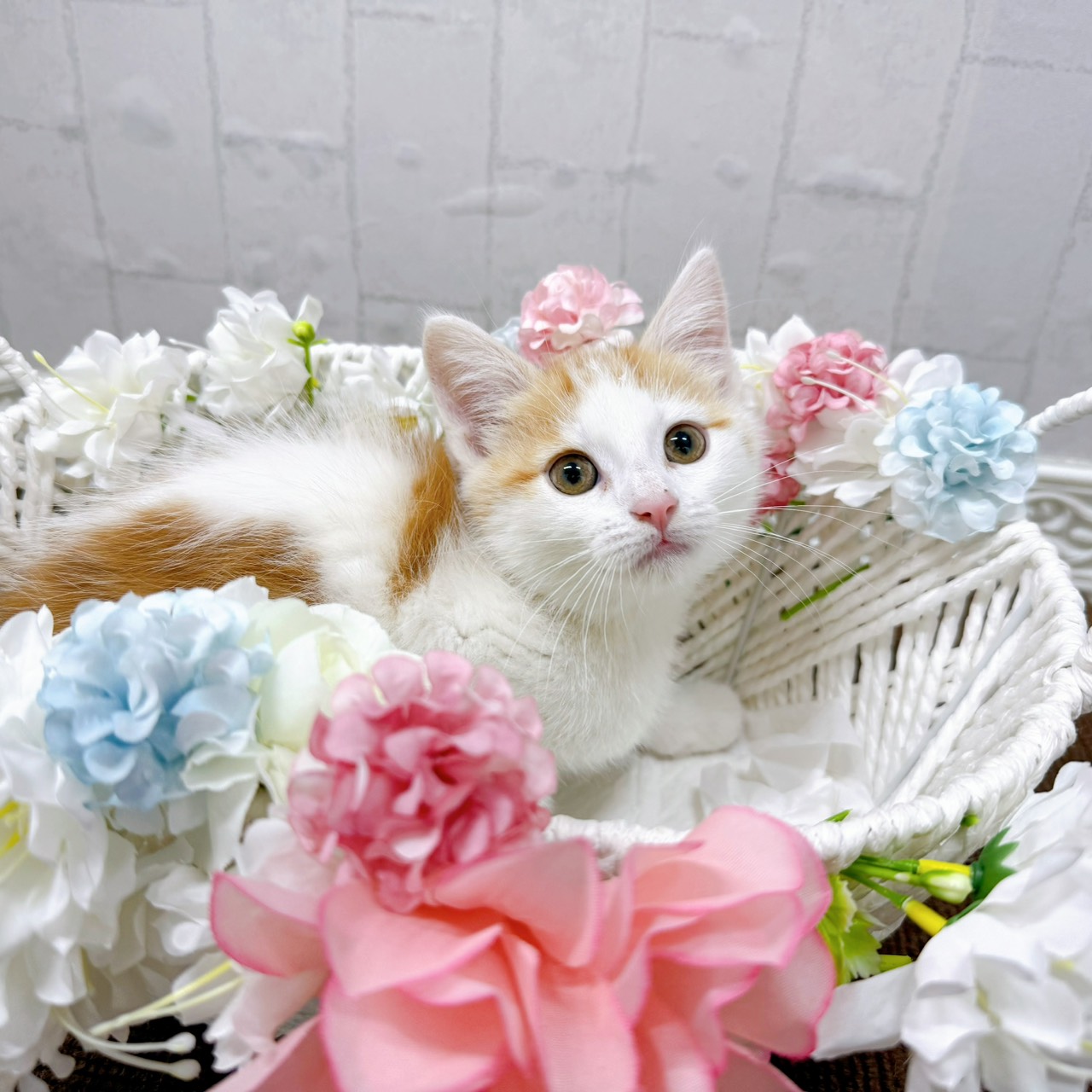 石川県のマンチカン (犬の家＆猫の里アミーゴ金沢有松店/2026年1月24日生まれ/女の子/レッドタビーホワイト)の子猫の3枚目の画像