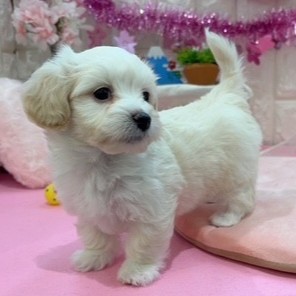 岡山県のマルックス(マルチーズ×ダックス) (犬の家＆猫の里倉敷店/2026年1月24日生まれ/男の子/クリーム)の子犬の3枚目の画像