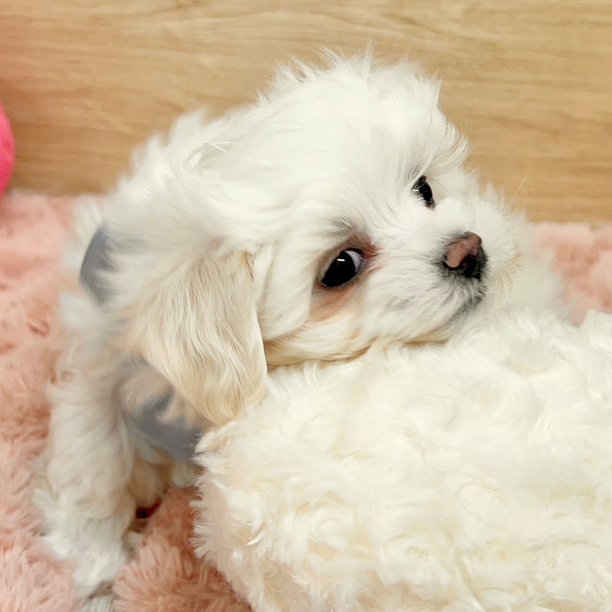 大阪府のマルチーズ (犬の家＆猫の里そよら東岸和田店/2026年1月24日生まれ/男の子/ホワイト)の子犬の3枚目の画像