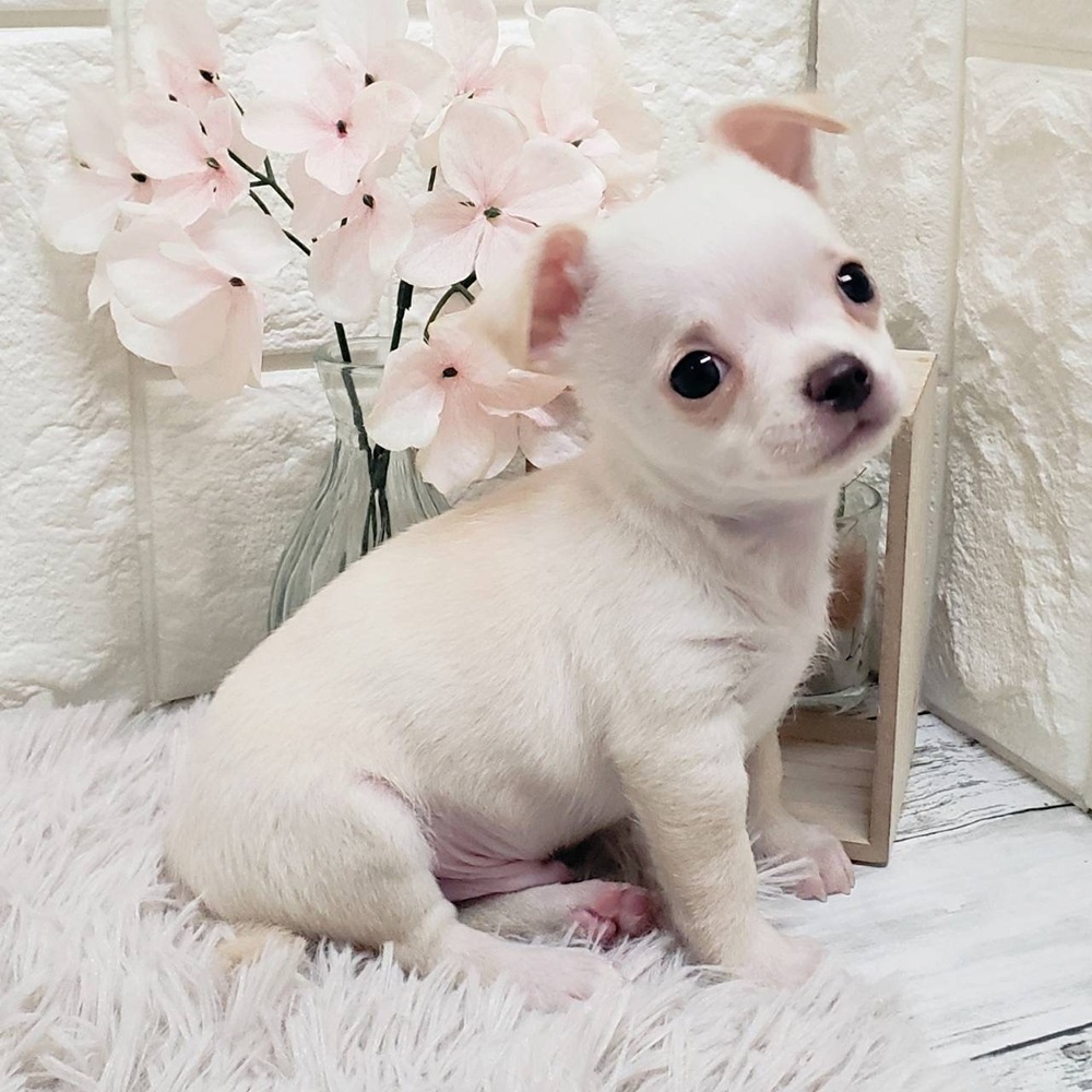 岡山県のチワワ(スムース) (犬の家＆猫の里岡山店/2026年1月23日生まれ/男の子/クリーム)の子犬の3枚目の画像