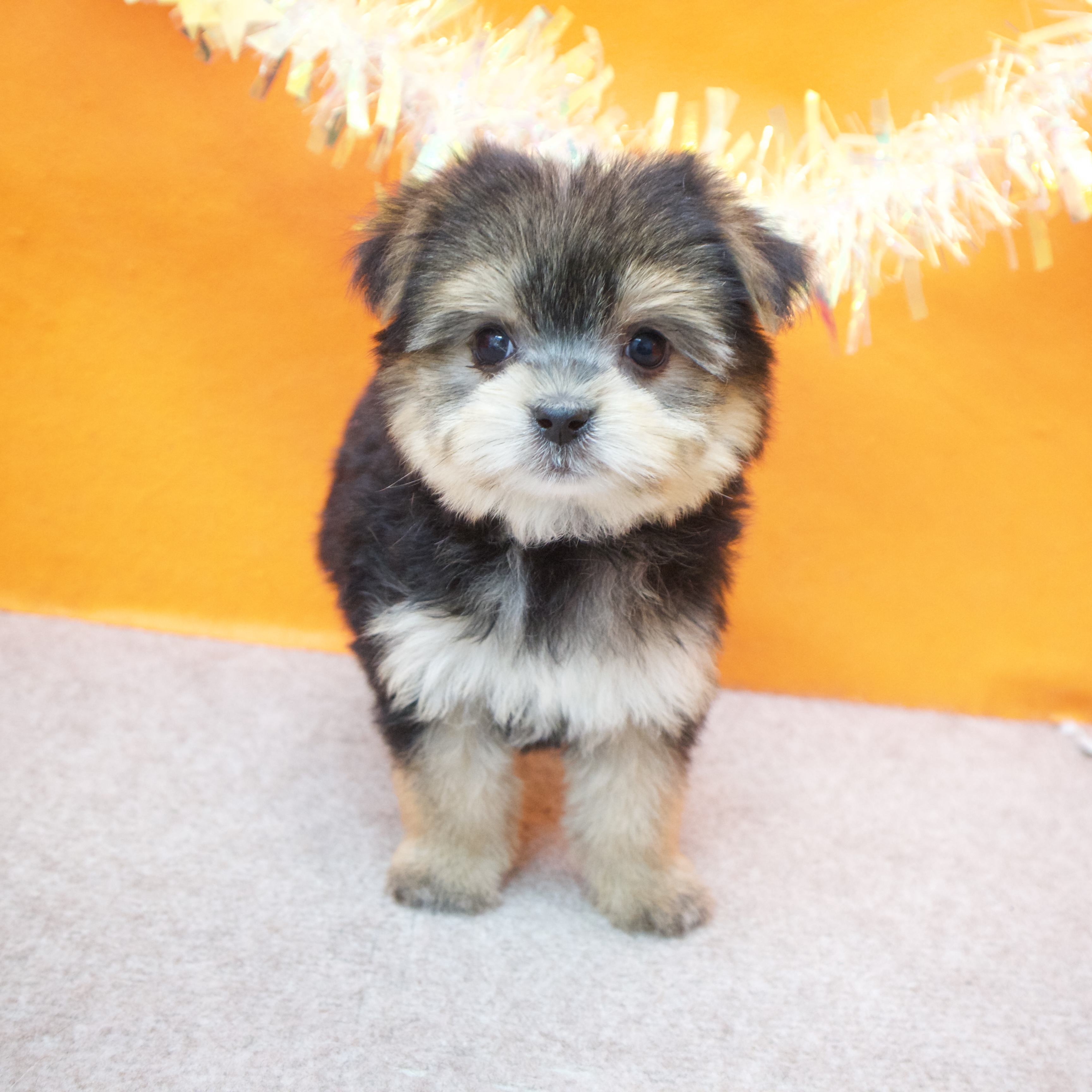 大阪府のマルキー/マルヨーキー(マルチーズ×ヨークシャーテリア) (犬の家＆猫の里吹田店/2026年1月25日生まれ/女の子/ブラックタン)の子犬の3枚目の画像