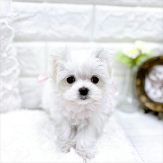 福井県のマルチーズ (犬の家＆猫の里アミーゴ福井店/2026年1月23日生まれ/女の子/ホワイト)の子犬の3枚目の画像