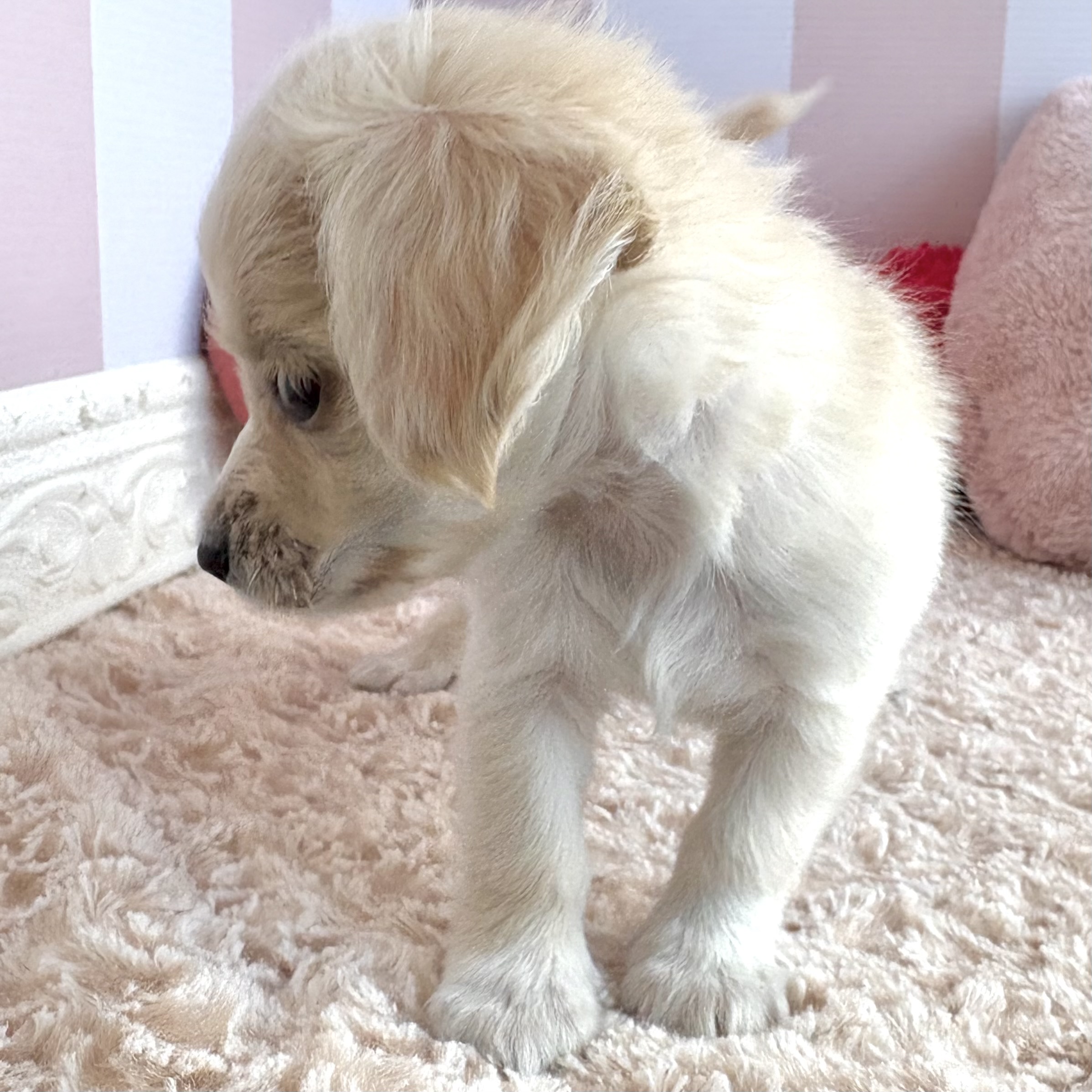 岡山県のチワックス(チワワ×ダックス) (犬の家＆猫の里倉敷中庄店/2026年1月25日生まれ/男の子/クリーム)の子犬の3枚目の画像