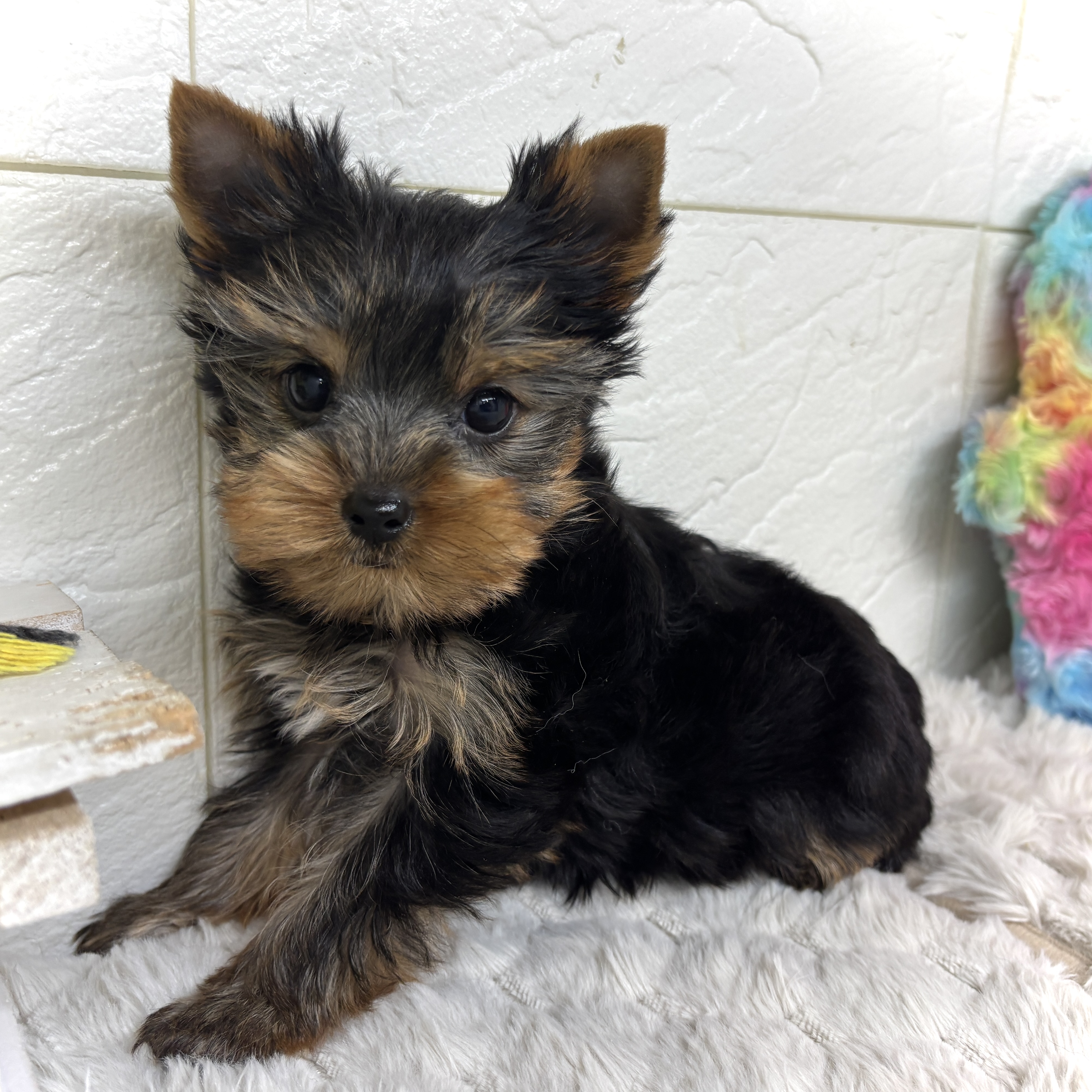 兵庫県のヨークシャーテリア (犬の家＆猫の里ゆめタウン姫路店/2026年1月25日生まれ/女の子/スチールブルータン)の子犬の3枚目の画像