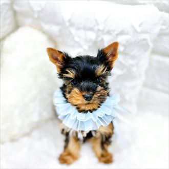 福井県のヨークシャーテリア (犬の家＆猫の里アミーゴ福井店/2026年1月24日生まれ/男の子/スチールブルータン)の子犬の3枚目の画像